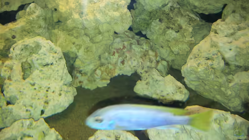 Aquarium Juwel Trigon 350 Eck Aq von ibozkurt (3)