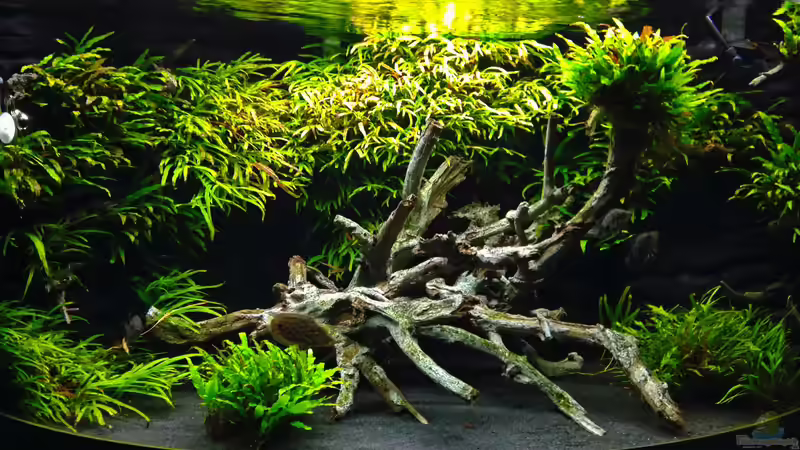 Aquarium Juwel Trigon 350 von K.S. (2)