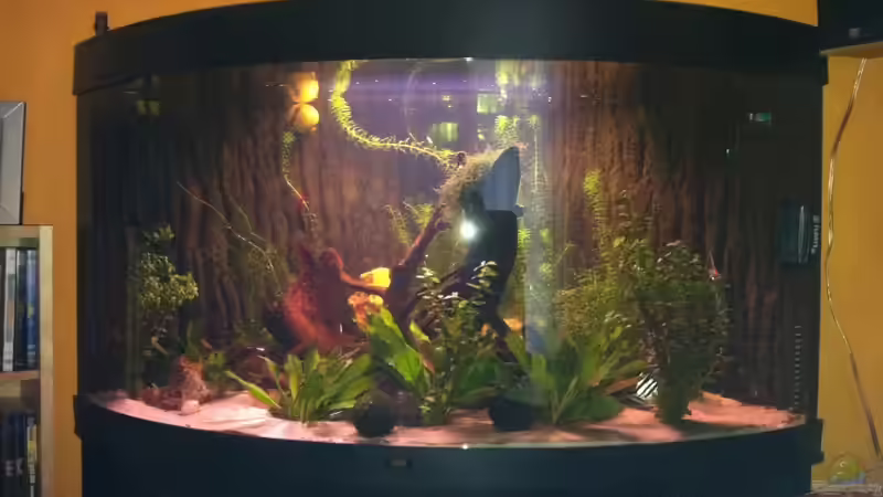 Aquarium Juwel Trigon 350 von Matze M. (4)