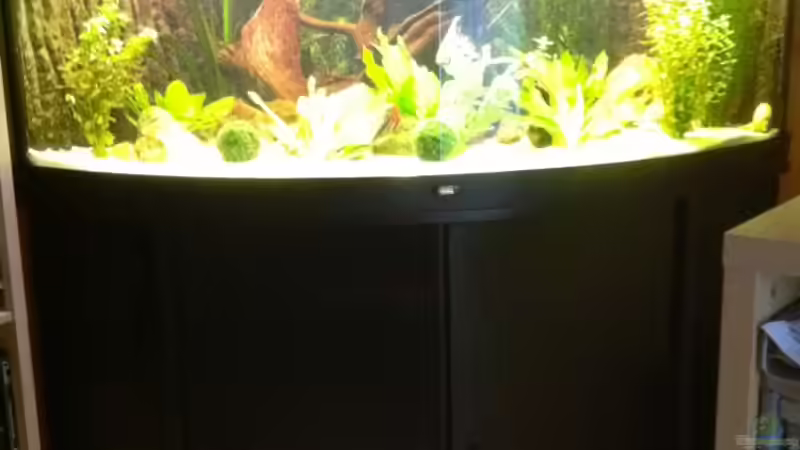 Aquarium Juwel Trigon 350 von Matze M. (5)