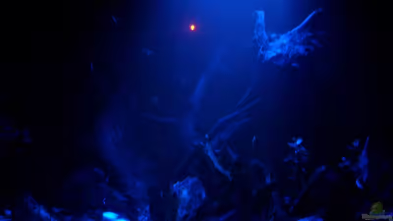 Aquarium Juwel Trigon 350 von Matze M. (7)