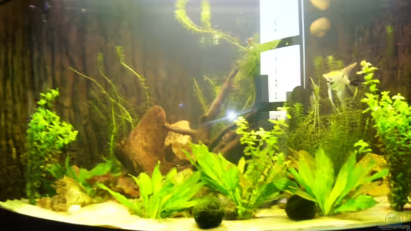 Aquarium Juwel Trigon 350 von Matze M. (8)