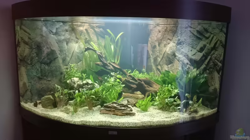 Aquarium Juwel Trigon 350 Wohnzimmer von Chris de Bird (3)