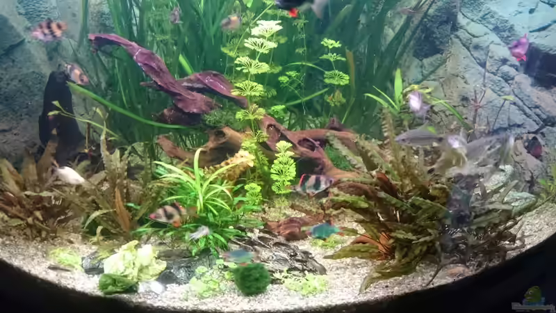 Aquarium Juwel Trigon 350 Wohnzimmer von Chris de Bird (4)