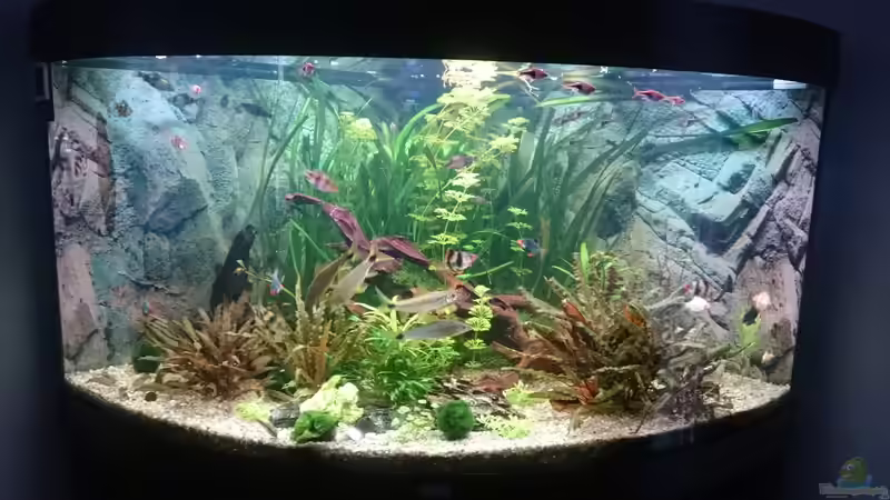 Aquarium Juwel Trigon 350 Wohnzimmer von Chris de Bird (5)