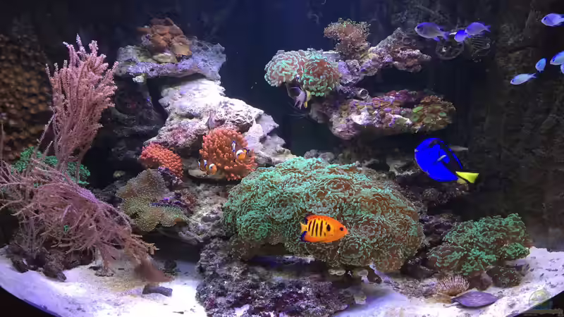 Aquarium Juwel Trigon mit Panoramascheibe von Markus.T (3)