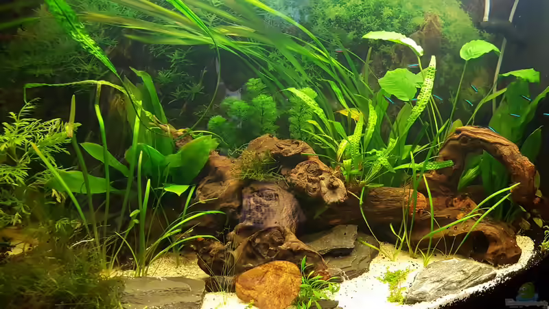 Aquarium Juwel Vision 180 Southamerica Fever von painless Tdb-music (8)