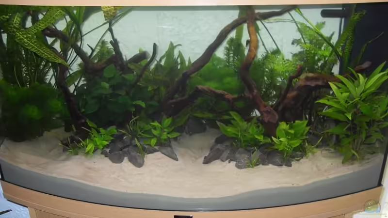 Aquarium Juwel Vision 180 von crazy68 (11)