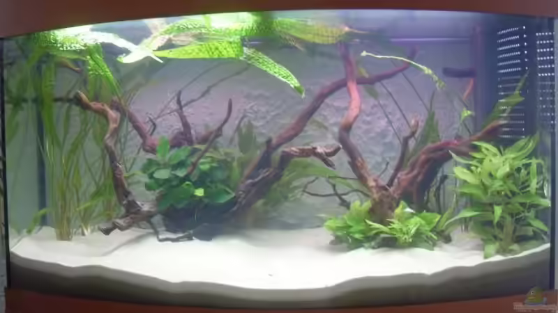 Aquarium Juwel Vision 180 von crazy68 (4)