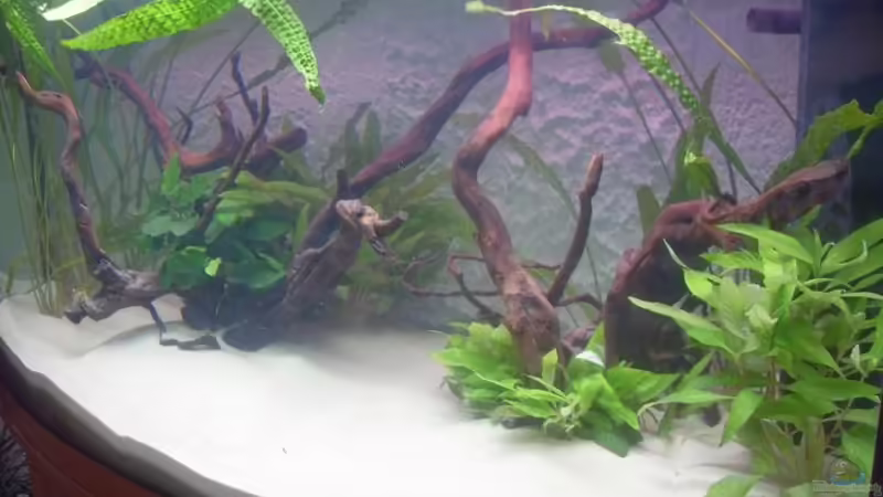 Aquarium Juwel Vision 180 von crazy68 (5)