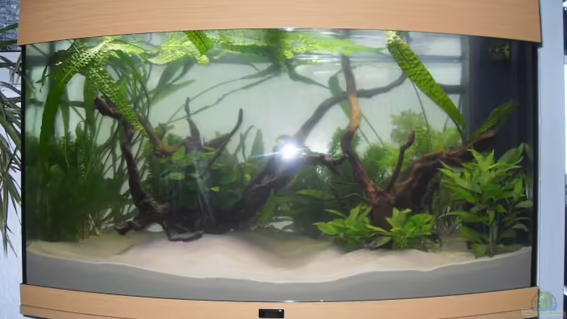 Aquarium Juwel Vision 180 von crazy68 (6)