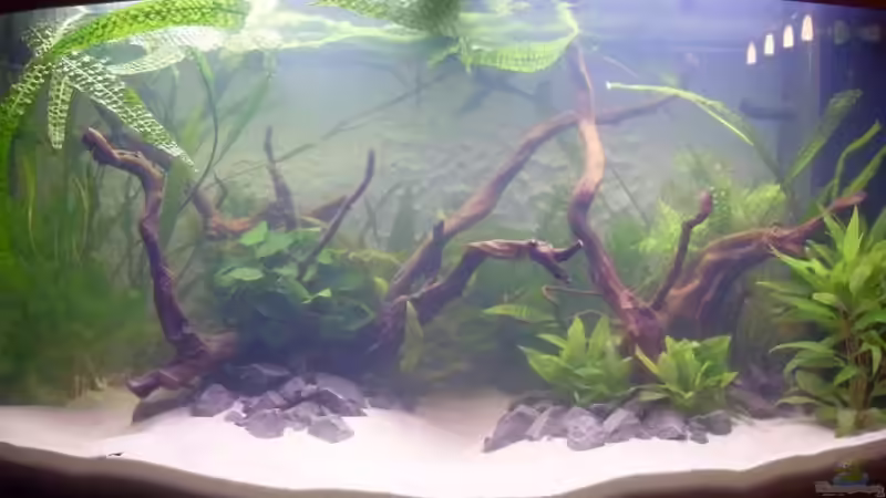 Aquarium Juwel Vision 180 von crazy68 (9)