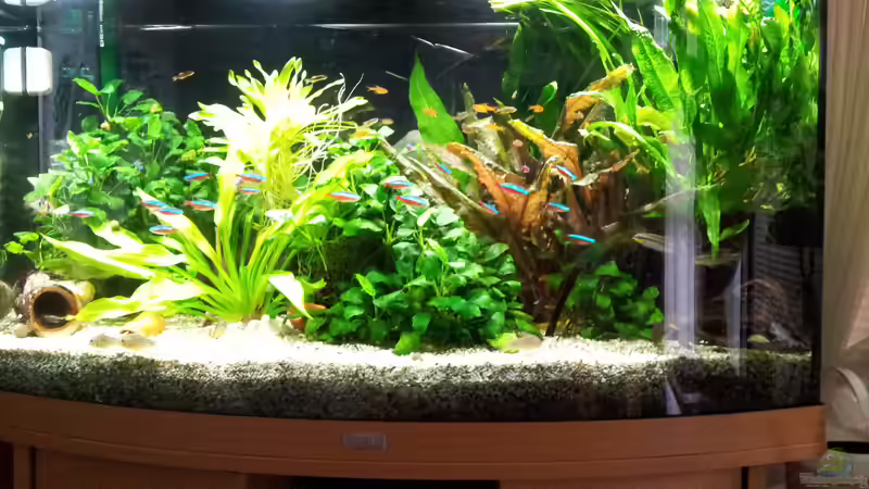 Aquarium JUWEL VISION 180 von Erschreckerbär (2)