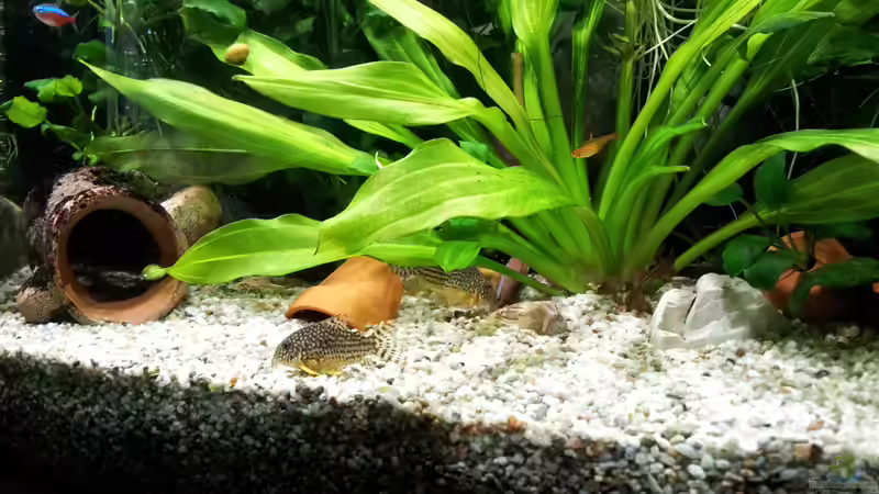 Aquarium JUWEL VISION 180 von Erschreckerbär (3)