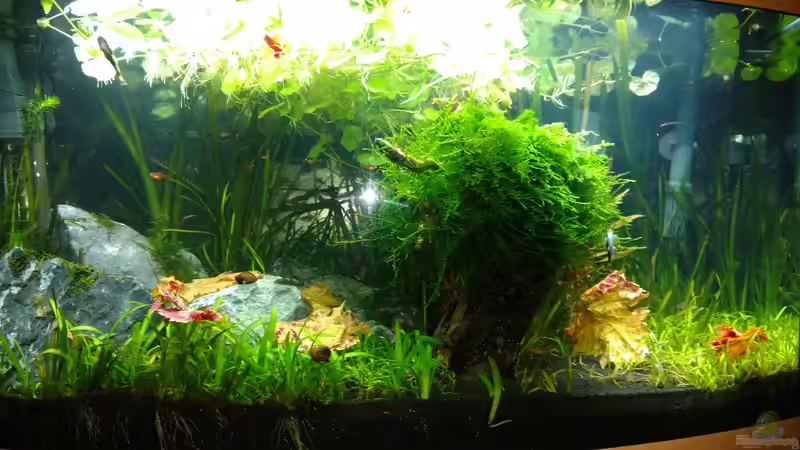 Aquarium Juwel Vision 180 von Marc Di Pancrazio (2)