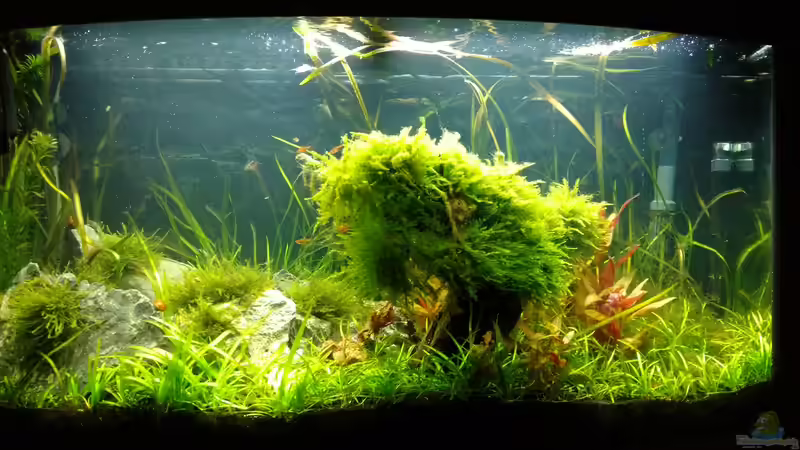 Aquarium Juwel Vision 180 von Marc Di Pancrazio (3)