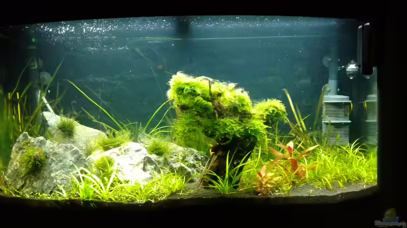 Aquarium Juwel Vision 180 von Marc Di Pancrazio (4)