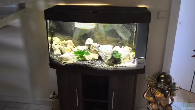 Aquarium Juwel Vision 180 von Marco Rath (2)