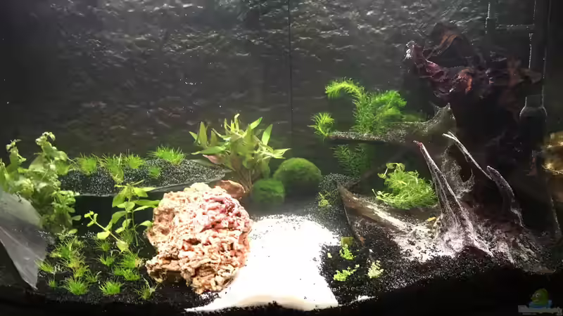 Aquarium Juwel Vision 180 von Phillatoros (2)