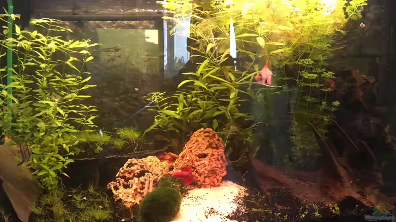 Aquarium Juwel Vision 180 von Phillatoros (3)