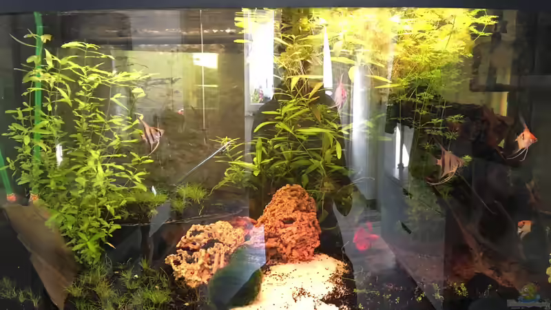 Aquarium Juwel Vision 180 von Phillatoros (4)