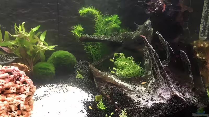 Aquarium Juwel Vision 180 von Phillatoros (5)