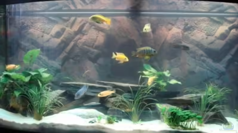 Aquarium Juwel Vision 260 von malawi74 (5)