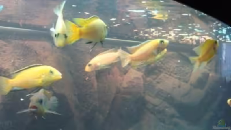 Aquarium Juwel Vision 260 von malawi74 (6)