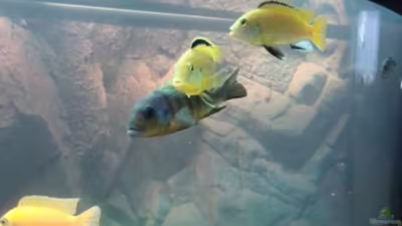 Aquarium Juwel Vision 260 von malawi74 (7)