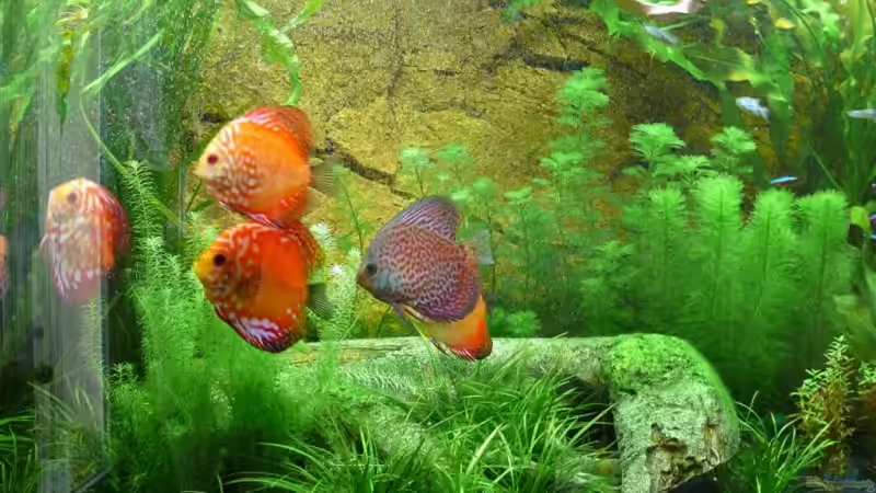 Aquarium Juwel Vision 260 von Ralf Hoffmann (3)