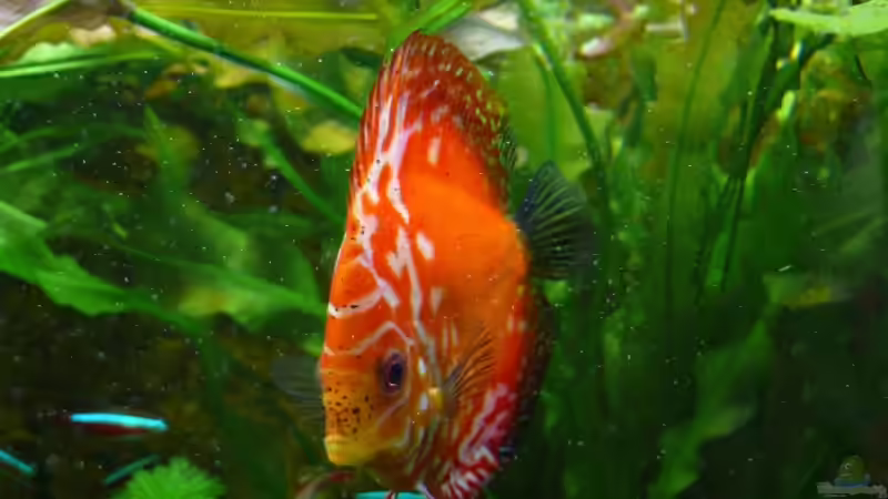 Aquarium Juwel Vision 260 von Ralf Hoffmann (5)