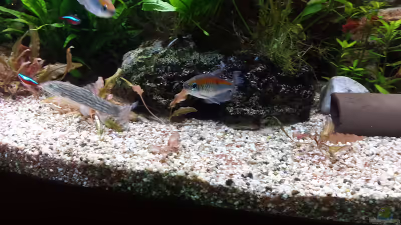 Aquarium Juwel Vision 450 Gesellschaftsbecken von Thomas Müller (25)