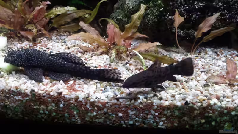 Aquarium Juwel Vision 450 Gesellschaftsbecken von Thomas Müller (26)