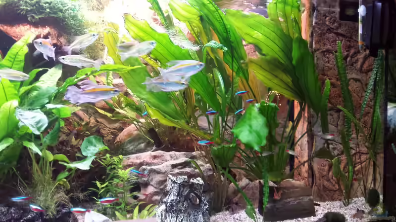 Aquarium Juwel Vision 450 Gesellschaftsbecken von Thomas Müller (27)