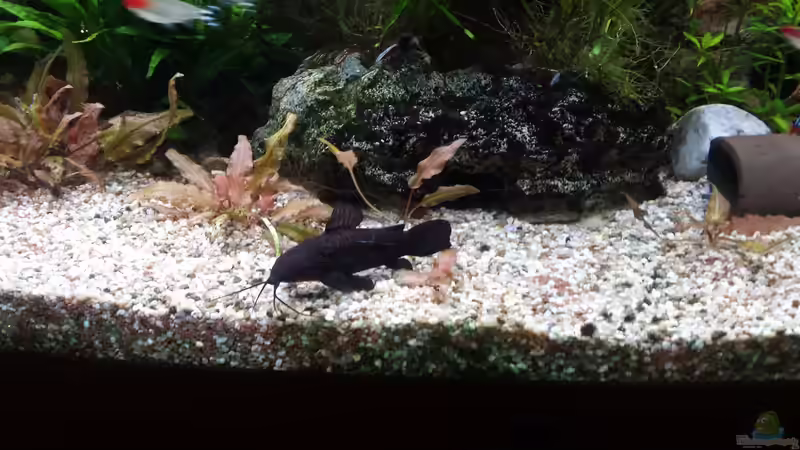 Aquarium Juwel Vision 450 Gesellschaftsbecken von Thomas Müller (28)