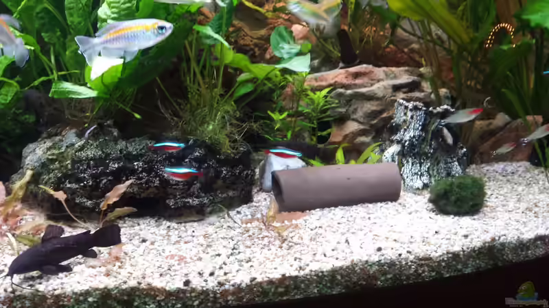 Aquarium Juwel Vision 450 Gesellschaftsbecken von Thomas Müller (29)