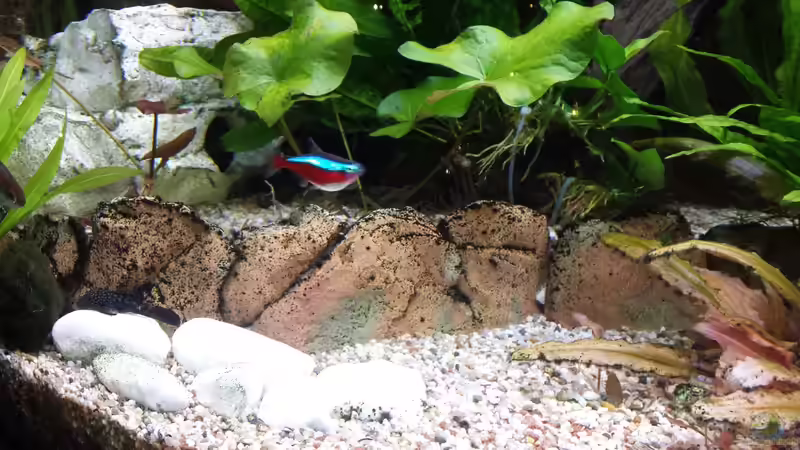 Aquarium Juwel Vision 450 Gesellschaftsbecken von Thomas Müller (31)