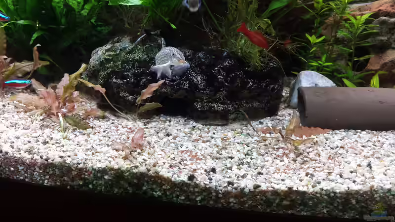 Aquarium Juwel Vision 450 Gesellschaftsbecken von Thomas Müller (32)