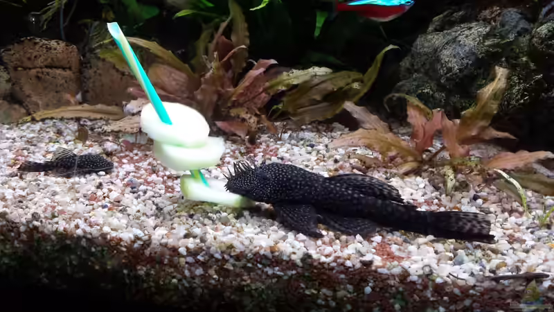 Aquarium Juwel Vision 450 Gesellschaftsbecken von Thomas Müller (33)