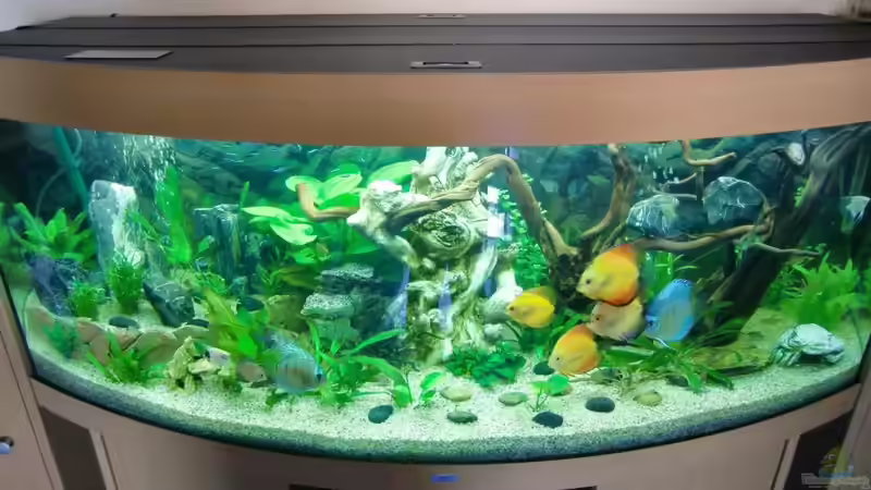 Aquarium Juwel Vision 450 von EcoSyS (7)