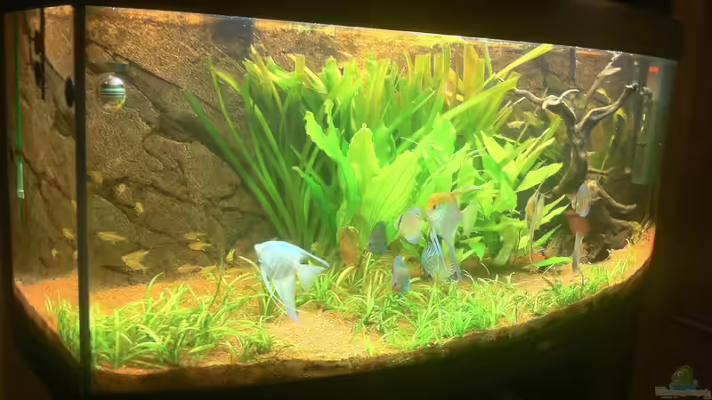 Aquarium Juwel Vision 450 von Jan.K (2)