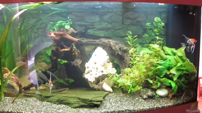 Aquarium Juwel Vision 450 von Thomas Dörfel (2)