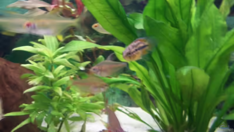 Aquarium Juwel von big (2)