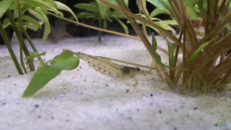 Aquarium Juwel von big (3)