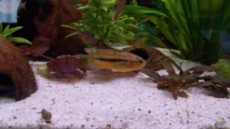 Aquarium Juwel von big (4)