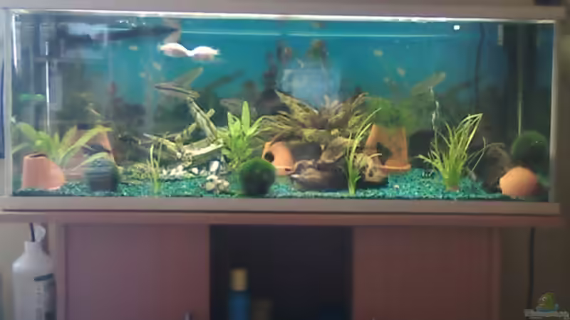 Aquarium Juwel von DirtyHarry (2)