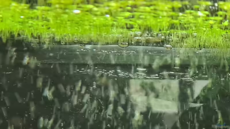 Aquarium Juwel von Somi7 (3)