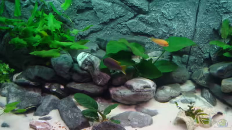 Aquarium Juwell Rio 180 von Malawibilly (3)