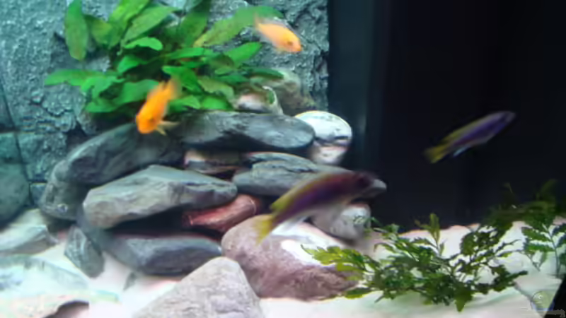 Aquarium Juwell Rio 180 von Malawibilly (4)