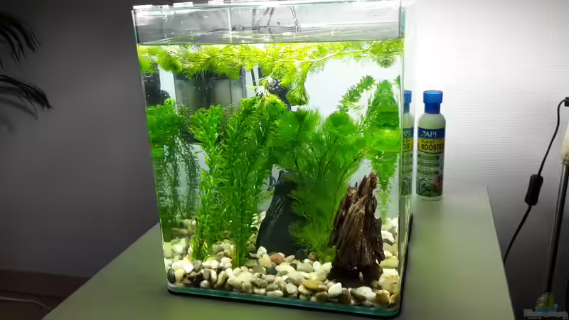 Aquarium Kafi Exil von Glyzerine (10)